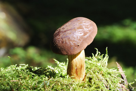 湾 bolete