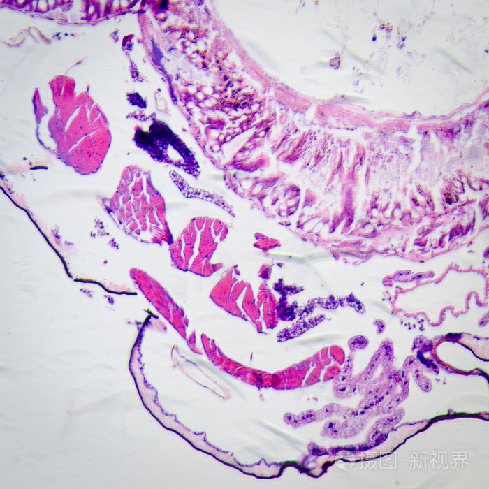 显微镜下的昆虫身体的横断面飞蛾毛毛虫