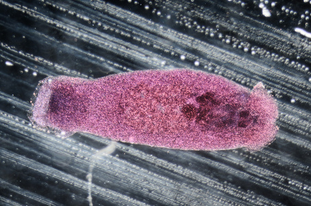 水产养殖鱼类寄生虫贝尼登虫 seriolae 蠕虫病毒照片