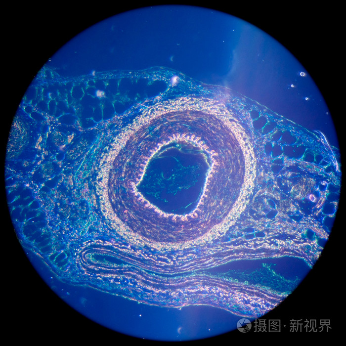 中央静脉显微镜图图片