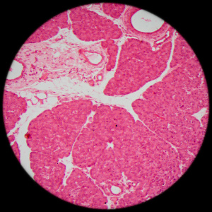 显微镜下的小 intestinum tenue 组织