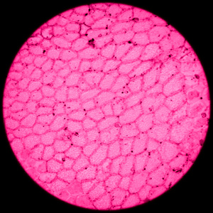 孢子体新孢子体的蕨叶 prothallium照片