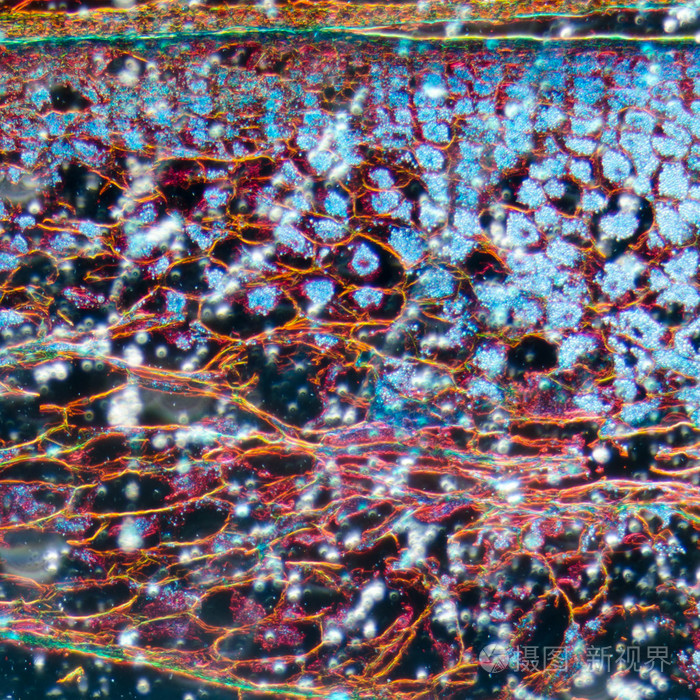 显微镜玉米胚芽