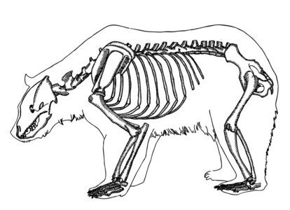 熊骨架