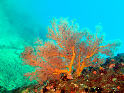 石珊瑚越南