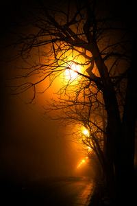 树木和冬天路在夜晚