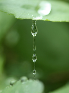 滴水水珠从一片叶子图片