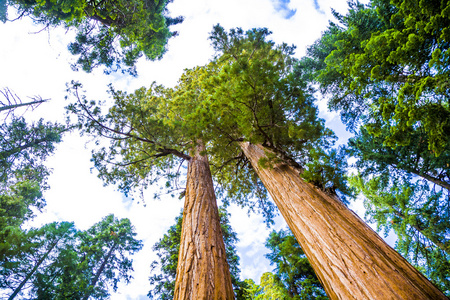 又高又大的红杉在美丽红杉国家公园