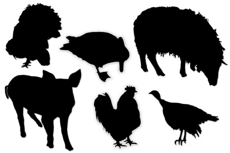 国内动物和鸟类的黑色 silhouettes