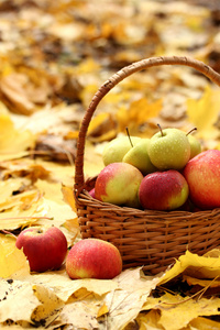 篮子里的新鲜成熟的苹果在秋天的叶子上的花园