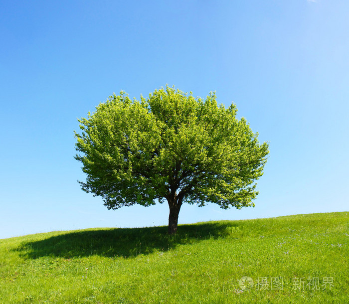 在一个字段中的树