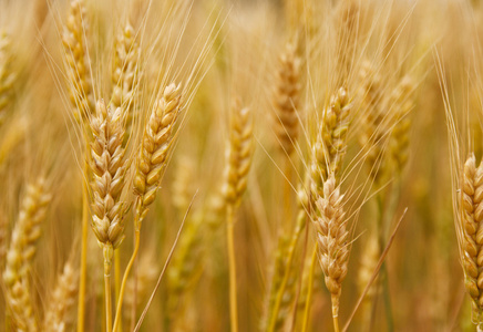 小穗的小麦