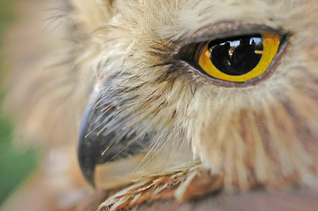 北锯猫头鹰的肖像Aegoliusacadicus