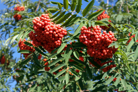 ashberry 在干燥阳光灿烂的日子