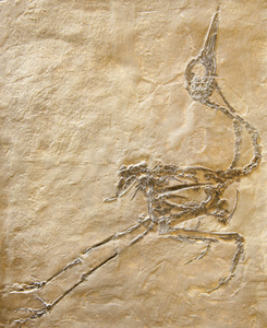 鸟或许化石