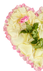 心的被孤立在白色的粉红花瓣包围的白色玫瑰花瓣的片段