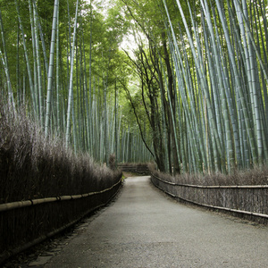 竹林在京都岚山，在日本