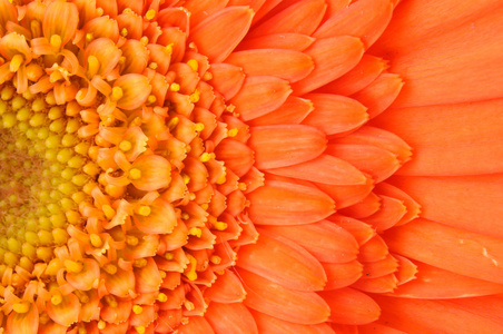 橙色雏菊非洲菊
