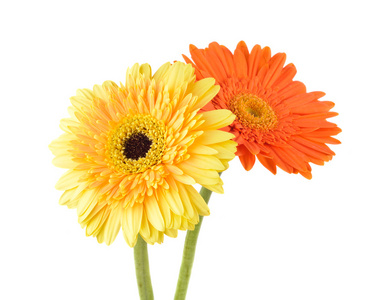 橙色和黄色的菊花非洲菊