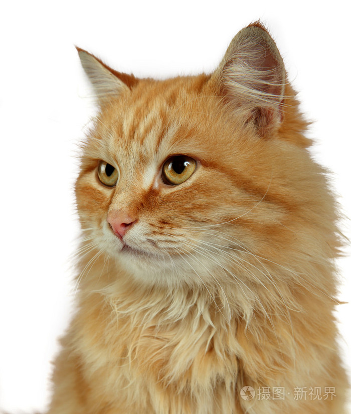 在白色背景上的红色猫