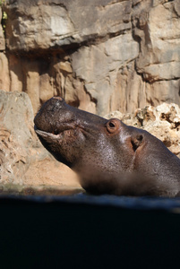 河马河马 amphibius