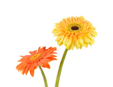 橙色和黄色的菊花非洲菊