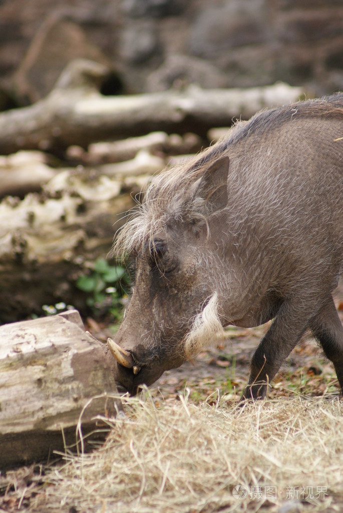 疣猪phacochoerus庇阿