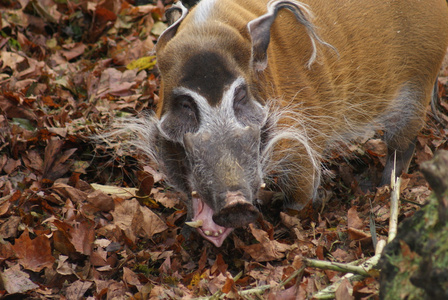 红河猪potamochoerus porcus