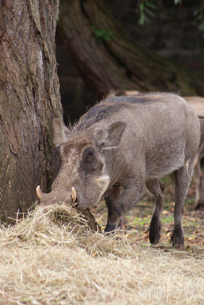 非洲疣猪phacochoerus庇阿