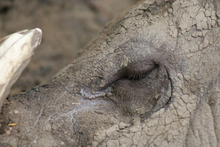 布鲁 babirusababyrousa babyrussa