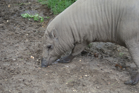 布鲁 babirusababyrousa babyrussa