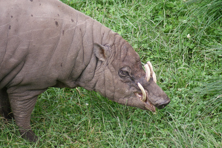 北苏拉威西 babirusababyrousa celebensis