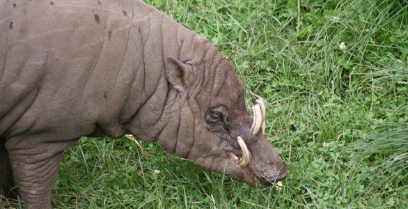 北苏拉威西 babirusababyrousa celebensis