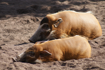 红河猪potamochoerus porcus