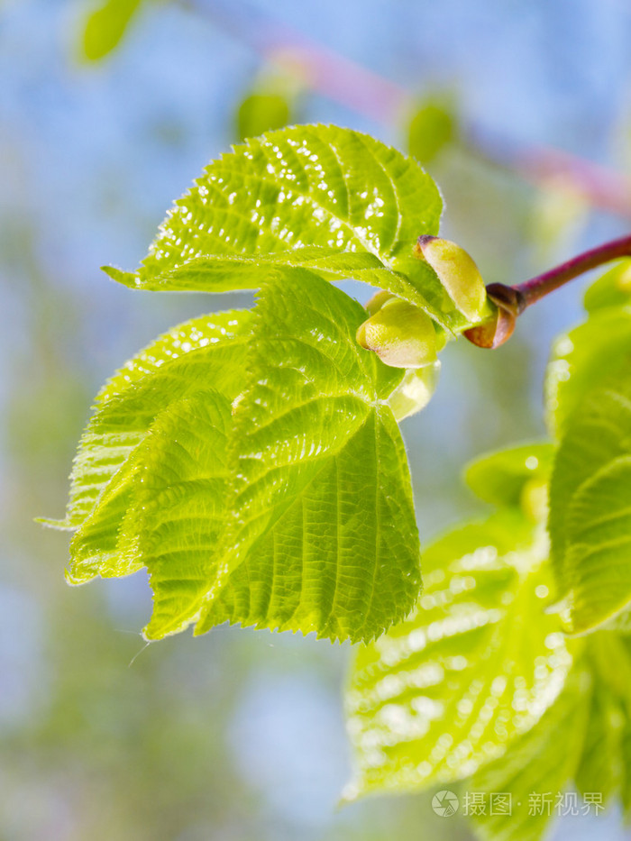 芽和林登树在春天的新绿树叶