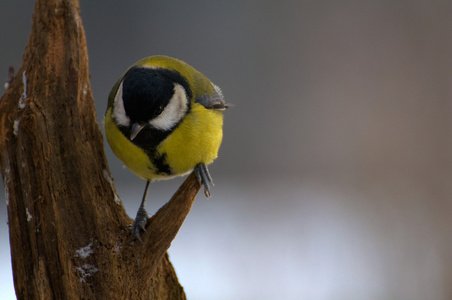 parus 主要山雀