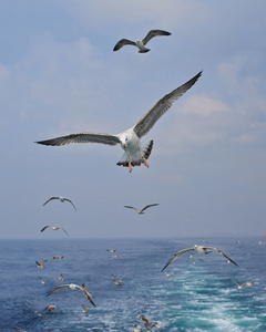 海鸥在海上