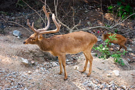 Burmese BrowAntlered Deer Elds Deer