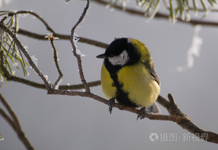 parus 主要山雀