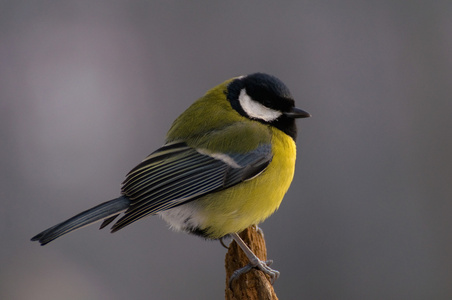 parus 主要山雀