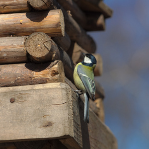 parus 主要