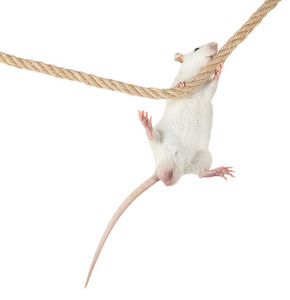 有趣的小老鼠被隔绝在白色的绳子