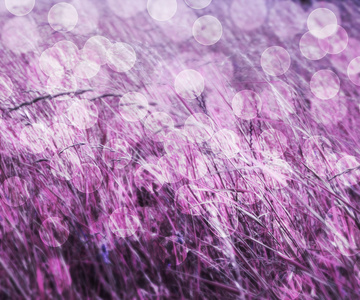 草自然紫抽象背景