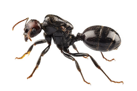 黑色花园蚂蚁物种黑尼日尔