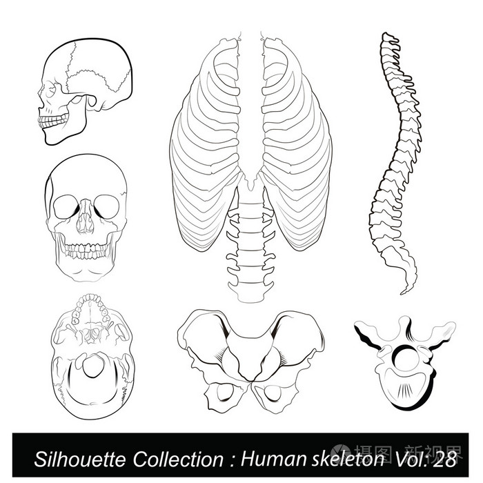 人体骨骼图简笔画图片