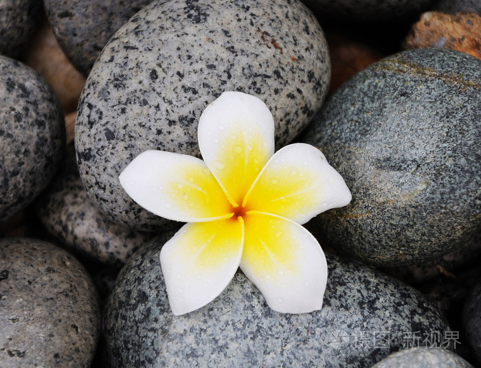 在石头上的鸡蛋花花卉