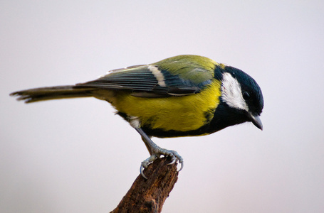 parus 主要山雀