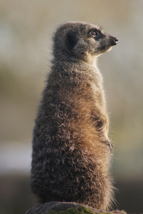 猫鼬suricata suricatta
