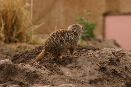 猫鼬suricata suricatta