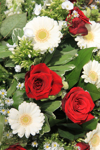 扶郎白色和红色的玫瑰
